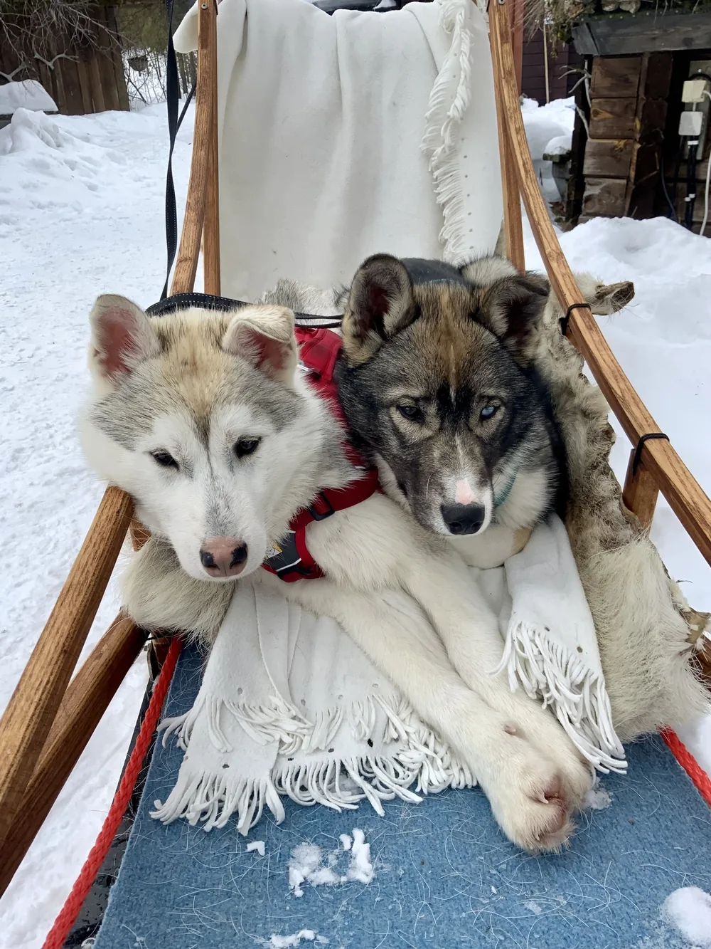Two huskies resting on a sledge under a sheepskin