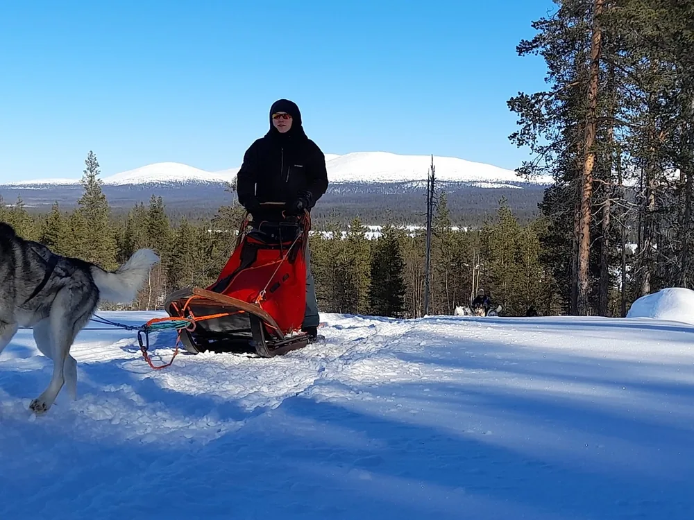A musher driving a husky team through snowy forest