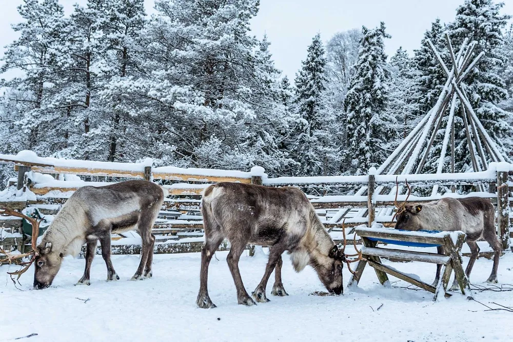 Reindeer feeding beside a snow-covered wooden fence