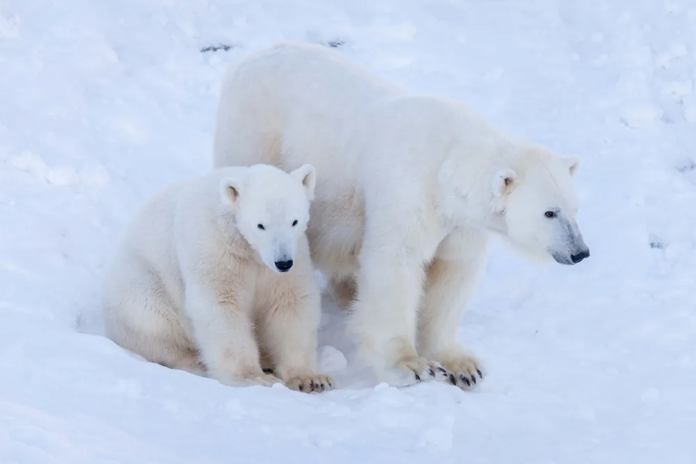 Two polar bears walking through deep snow