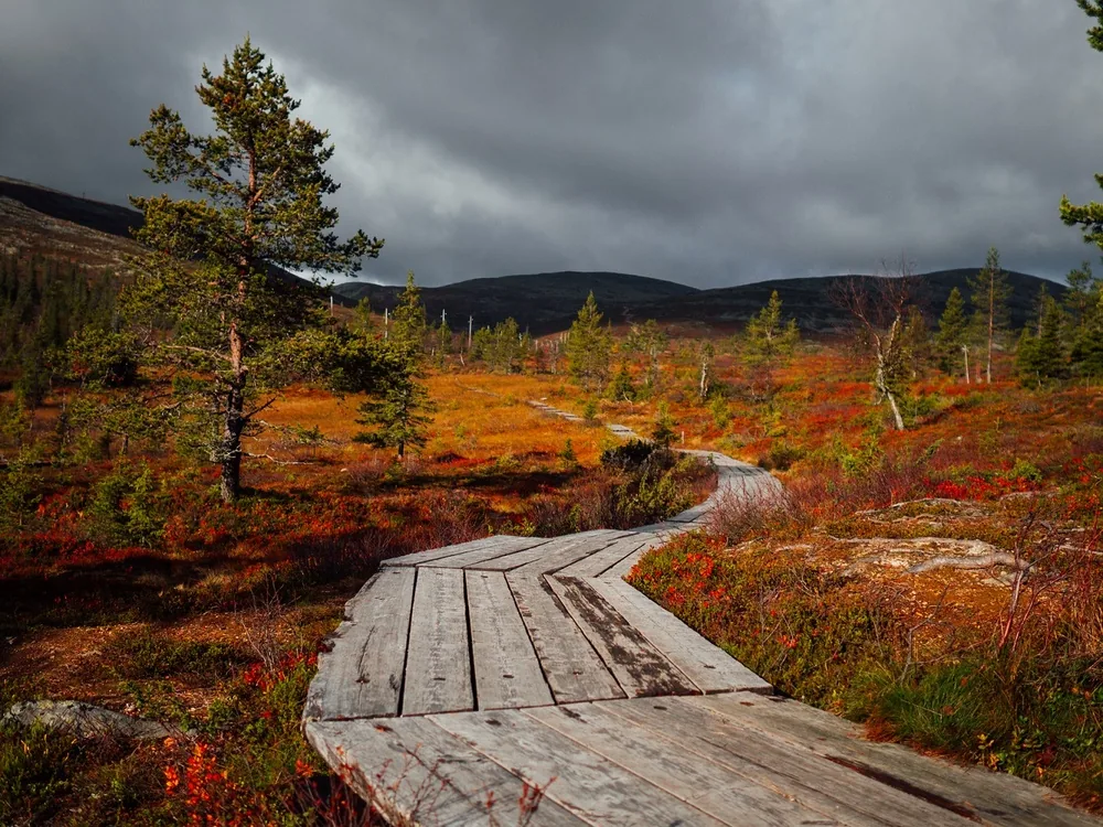 A wooden boardwalk crossing ruska-coloured ground cover