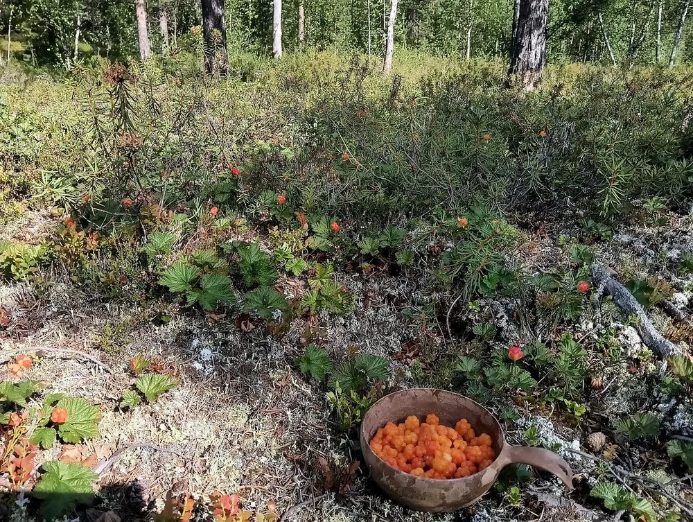 Fresh cloudberries gathered in a wooden cup on the forest floor