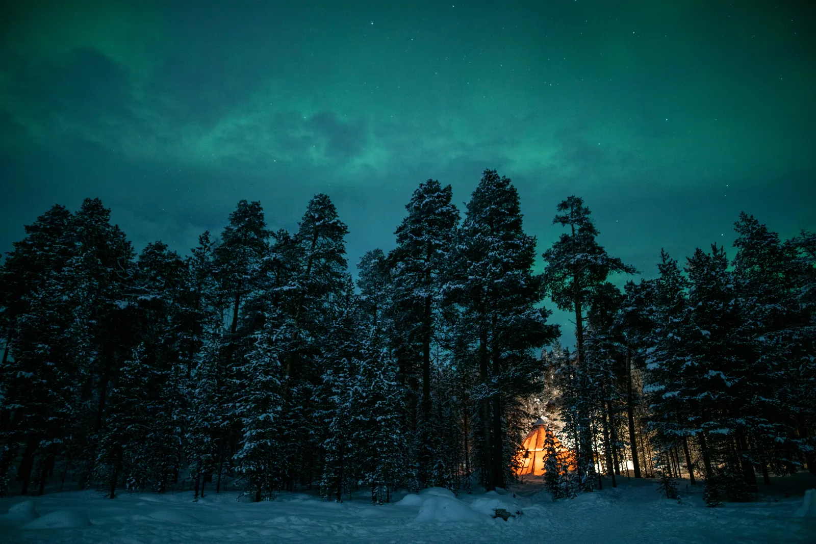 Firelight between snow-covered pines beneath the aurora