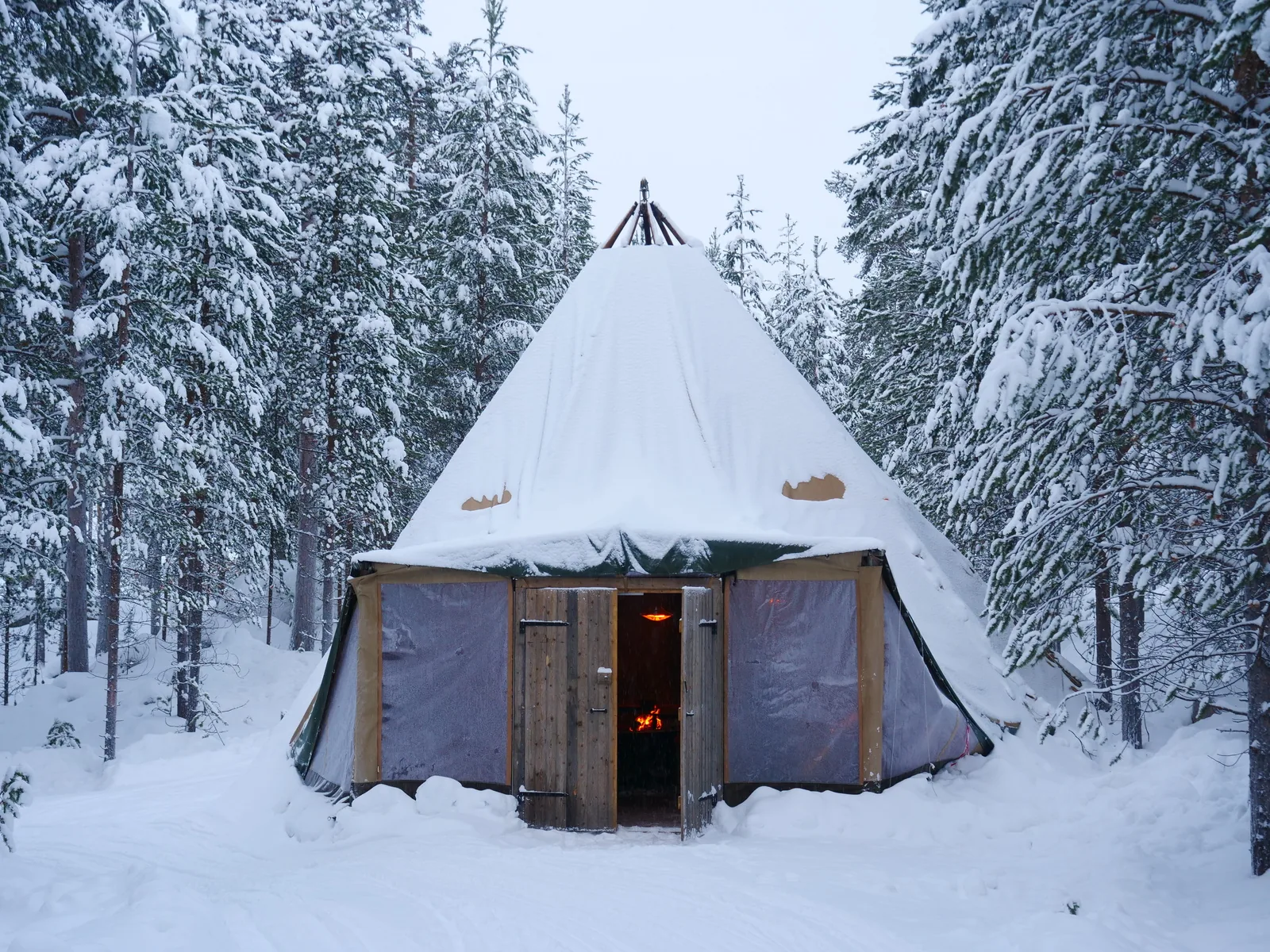 A canvas lavvu standing among snow-covered pines