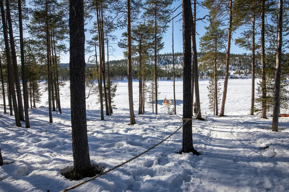 Snow-covered pines beside a frozen lake in clear winter light
